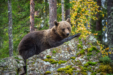 Wall Mural - bear on a rocks. adult big brown bear in the autumn forest. scientific name: ursus arctos. autumn se