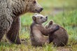 She-Bear and Cubs of Brown bear (Ursus Arctos Arctos) on the swamp in the summer forest. Natural green Background
