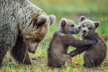 Wall Mural - She-Bear and Cubs of Brown bear (Ursus Arctos Arctos) on the swamp in the summer forest. Natural green Background