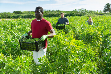 Wall Mural - Woman helps men harvests green beans on a field