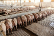 Hungry pigs eating bran. Agriculture and animals. Pigs at a pig farm. Pigs breeding.