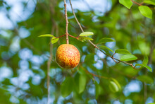 Mangaba Ripe Fruit In The Tree. Typical Fruit Of The Atlantica Forest In Northeastern Brazil.