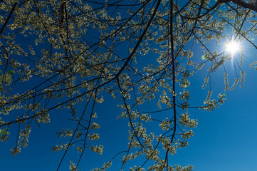 Canvas Print - trees in the sky