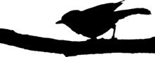 Vecteur à Fond Transparent D'oiseau, Silhouette Rouge-gorge, Mésange Et Passereau Sur Branche.