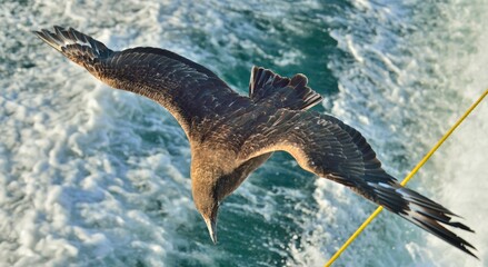 Wall Mural - Great Skua ( Catharacta skua ) in flight on blue ocean water background