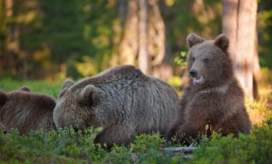Wall Mural - she-bear and cub of brown bear (ursus arctos arctos) in the summer forest. natural green background