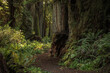 Scenic Redwood Forest Trail