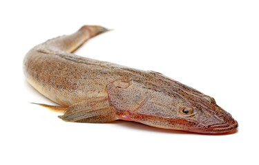 Wall Mural - fresh flathead fish on white background