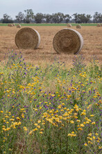 Hay Bales In A Field With Wildflowers In The Foreground & Trees In The Background