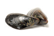 Fresh mussel on white background