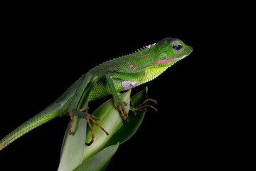 Wall Mural - Green lizard on branch, green lizard sunbathing on wood, green lizard  climb on wood, Jubata lizard closeup