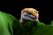 Leaopard gecko closeup head, Gecko hiding behind green leaves 