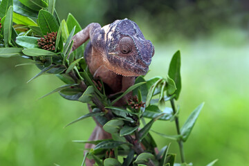 Wall Mural - Female chameleon panther climbing on branch