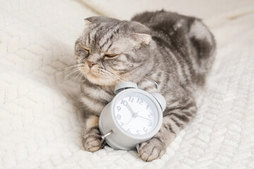 A gray and black striped Scottish fold cat lies on the sofa, in her paws is a grey alarm clock. The concept of morning, awakening. Cute funny pet..