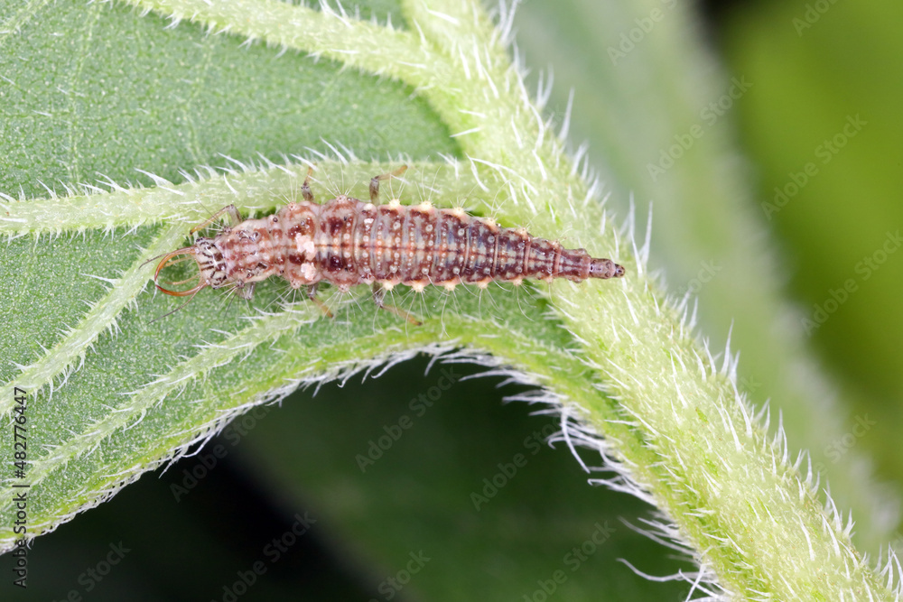 Chrysopidae lacewing larva on a green leaf of sunflower. It is a ...