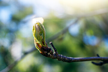 Wall Mural - Bud of opening leaves against blue sky on sunny spring day. Spring came. Freshness, smell of spring. Copy space for text, defocused..