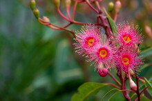 Pink Gum Blossoms On Green Background