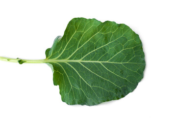 Wall Mural - Cabbage leaf isolated on white background.