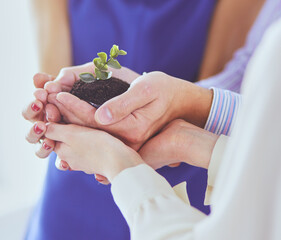 Group of business hands holding a fresh young sprout. Symbol of growing and green business