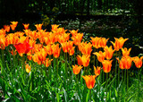 Fototapeta Tulipany - Tulipany kolorowe kwitnące, tulipa