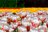 Fototapeta Tulipany - tulipany kolorowe, kwitnące, tulipa