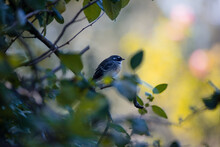 Grey Fantail Bird Sitting In Bush