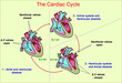The cardiac cycle