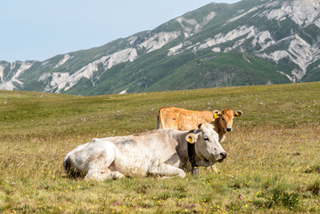 September 2021, free cows Gran Sasso and Monti della Laga National Park