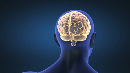 Wall Mural - close up of the brain, medical animation