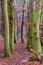 Beech Trees In The Winter, Still With A Few Leaves Attached