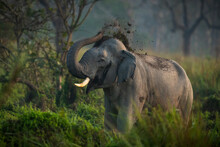 An Indian Elephant Bull In Musth Throws Dust Over Its Head As Sign Of Aggression When Approached