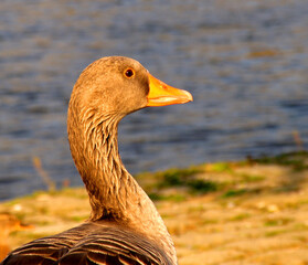 Sticker - A closeup shot of a duck at a beach near a sea