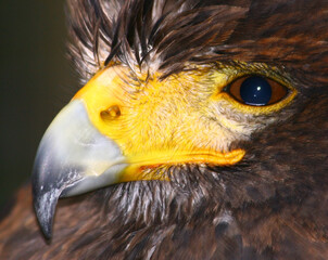 Poster - A closeup shot of a bald eagle on a blurred background