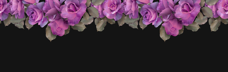 Wall Mural - Floral banner, header with copy space. Purple roses isolated on dark background. Natural flowers wallpaper or greeting card.