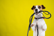 The Dog Is Holding A Leash On A Yellow Background. Jack Russell Terrier Calls The Owner For A Walk.