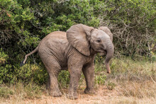A Young Elephant Calf Playfully Cavorting In The Eastern Cape, South Africa