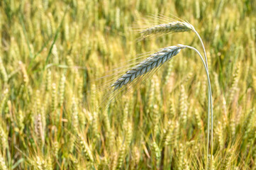 Rye on the field at sunny summer day. Yellow ripening ears of rye ready for harvest, close up. Cereals growing on the field. 