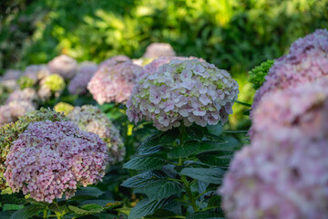 Wall Mural - Hydrangea flower blooming in spring and summer in a garden.