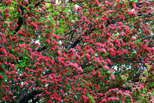 Common Hawthorn Flattened Swaying In Wind. Tree, Bushes Of Hawthorn Crataegus Laevigata With Small Pink, Red Flowers. Plant For Medicine, Pharmacology, Treatment Of Cardiovascular Diseases.