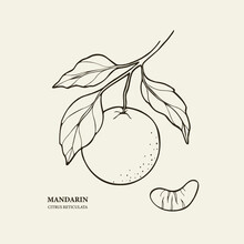 Hand Drawn Mandarin Fruit Branch Illustration