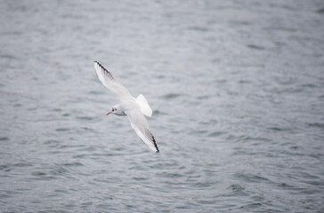 Wall Mural - seagull bird city istanbul nature