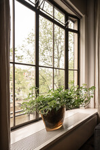 Potted Houseplant On Windowsill In House