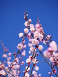 Plum flowers on the branch in bloom, close up. Japanese traditional flowers in spring.
