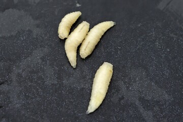 Live fly larvae, musca domestica, on gray background