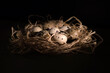 Nest with quail eggs