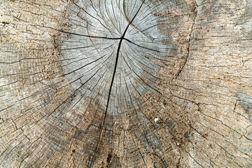 Sticker - A closeup shot of old tree trunk