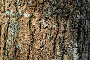 Sticker - A closeup shot of old tree trunk