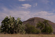 Pyramid of the Sun, Teotihuacán and cactus