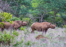 Two Battle-scarred Black Rhinos Encountered In The Bush Of South Africa's Kwazulu-natal.
