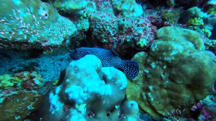 Wall Mural - beautiful and unusual fish in shallow water near uninhabited islands in the Galapagos 